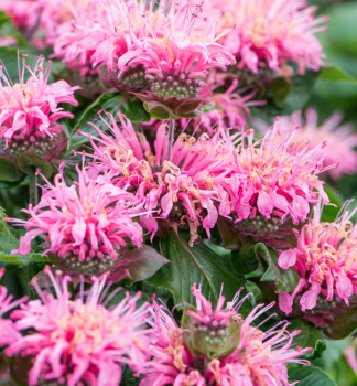 Indianernessel �BEE�LIEVE�, Cont. 0,5 l