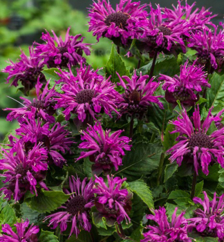 Indianernessel �BEE�PURE�, Cont. 0,5 l