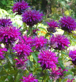 Indianernessel �BEE�TRUE�, Cont. 0,5 l