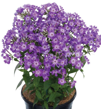 Flammenblume EARLY PURPLE EYE Cont. 0,5 l