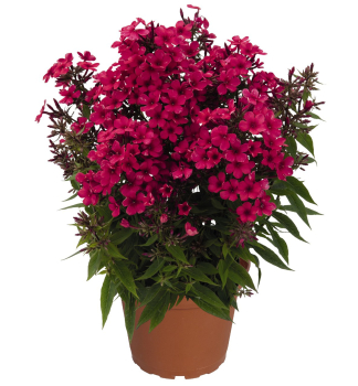 Flammenblume EARLY RED Cont. 0,5 l