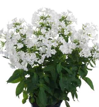 Flammenblume EARLYWHITE Cont. 0,5 l