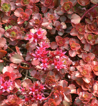 Fetthenne PURPUREUM Cont. 0,5 l