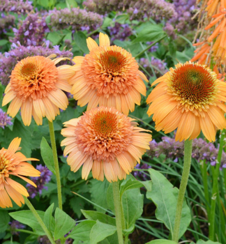 Sonnenhut (Echinacea) SUPREME CANTALOUPE Cont. 0,5 l