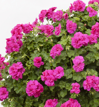 H�nge-Geranie 'AMY', Cont. 0,5 l