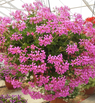 H�nge-Geranie 'VILLE DE PARIS LILA', Cont. 0,5 l