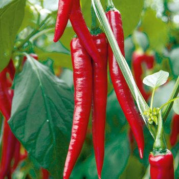 Chilischoten 'JOYRIDE', Forts. 1 l