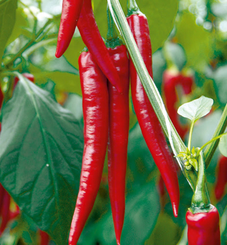 Chilischoten 'JOYRIDE', Forts. 1 l