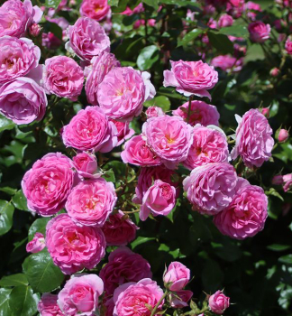 Kletterrose OZEANA ***** Tantau, Cont. 2 l