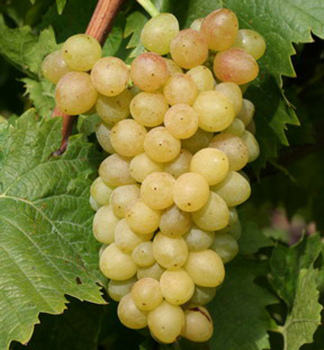 Resistente Kernlose Tafeltraube �PICURKA� 20-30 cm, Cont. 3 l