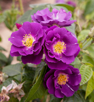 Gartenrose RHAPSODY IN BLUE * , Cont. 1,5 l