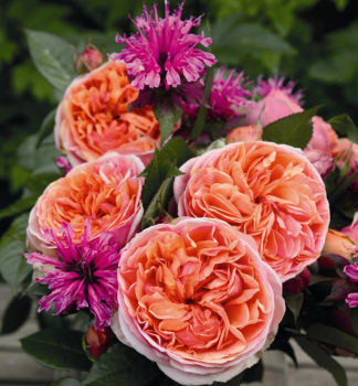 Groblumige Buschrose 'CHIPPENDALE' *** Tantau, Cont. 2 l