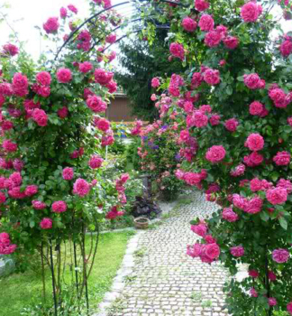 Kletterrose LAGUNA *** Kordes 2004, ADR, Cont. 2 l