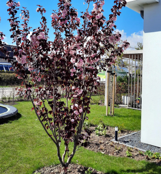 Zierpflaume NIGRA 40-50 cm, Cont. 2 l