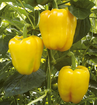 Paprika �SWEET BELLS YELLOW�, kont. 1 l