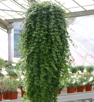 Satureja douglasii �INDIAN MINT�, Cont. 1 l