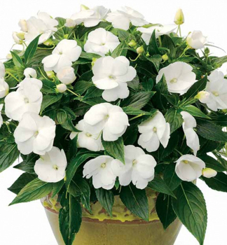 Flei�iges Lieschen �IMPACIO WHITE��, Cont. 1 l