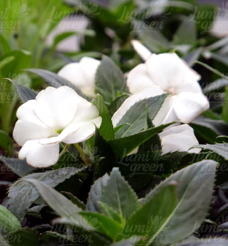 Obr�zok (3)