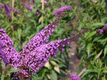 Obrzok (4)