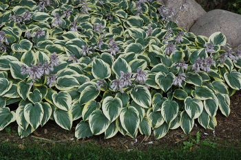 Obrzok (2)