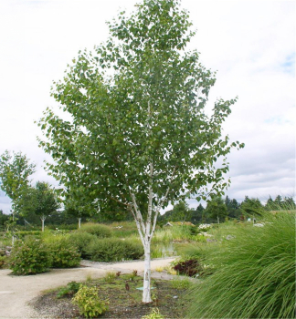 Himalaya-Birke (jacquemontii) 240-260 cm, Cont. 25 l