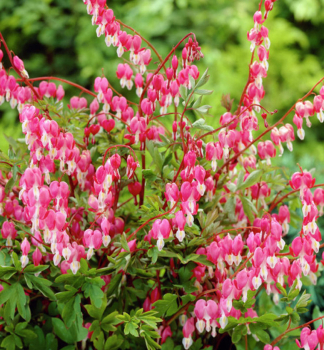 Tr�nendes Herz, Cont. 1 l