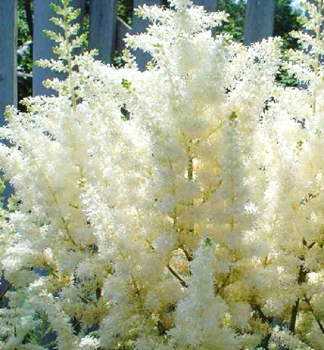 Obrzok (6)