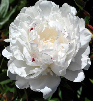 Wei�e Strauch-Pfingstrose �XUE TA�, Cont. 1 l