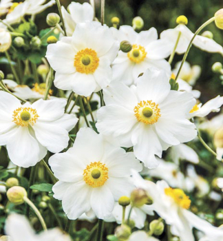 Anemone HONORINE JOBERT Cont. 1 l