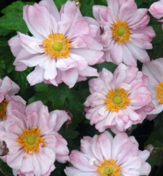 Anemone �MONTE ROSE� Cont. 1 l