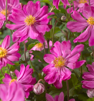 Anemone 'PRINZ HEINRICH' Cont. 1,4 l