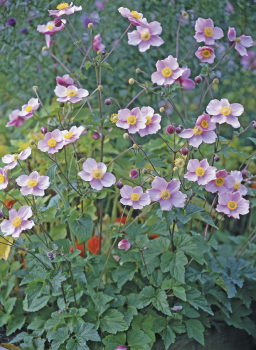 Obrzok (3)