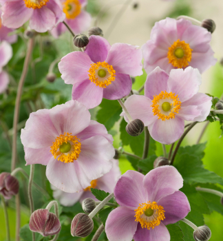 Anemone SEPTEMBER CHARM Cont. 0,5 l