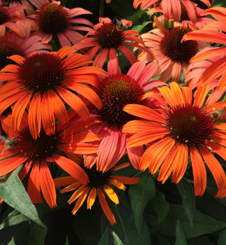 Sonnenhut (Echinacea) ORANGE SKIPPER Cont. 0,5 l