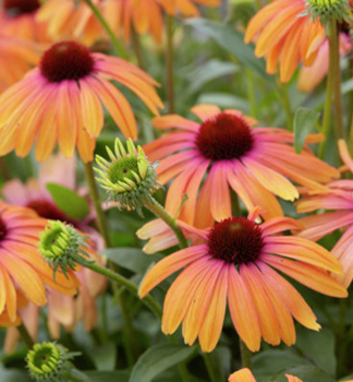 Sonnenhut (Echinacea) �RAINBOW MARCELLA�� Cont. 0,5 l