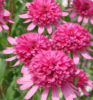 Sonnenhut (Echinacea) SOUTHERN BELLE Cont. 0,5 l