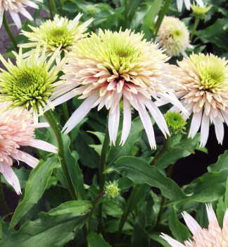 Sonnenhut (Echinacea) CHERRY FLUFF Cont. 0,5 l