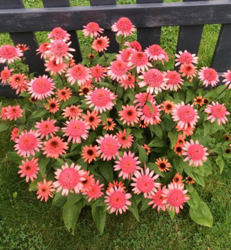 Sonnenhut (Echinacea) RASPBERRY TRUFFLE Cont. 0,5 l
