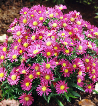 Kissen-Aster ISLAND BAHAMAS Cont. 0,5 l