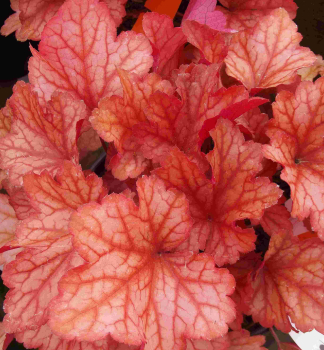 Purpurglckchen PAPRIKA Cont. 0,5 l