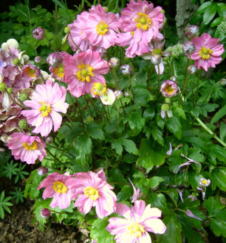 Obrzok (6)