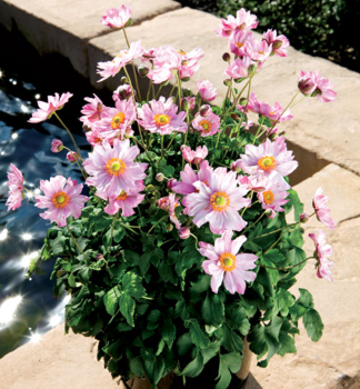 Anemone PRETTY LADY EMILY Cont. 0,5 l