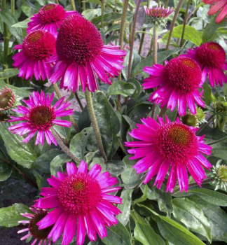 Sonnenhut (Echinacea) DELICIOUS CANDY Cont. 0,5 l