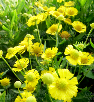 Obrzok (7)