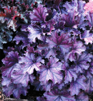 Purpurglckche FOREVER PURPLE Cont. 0,5 l