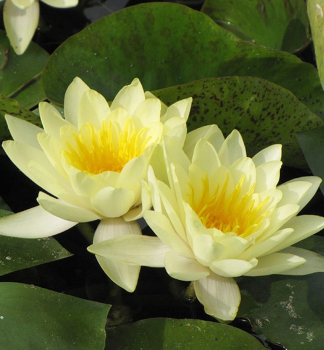 Seerose MARLIACEA CHROMATELLA Cont. 1 l