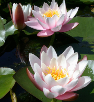 Seerose 'MARLIACEA ROSEA' Cont. 1 l