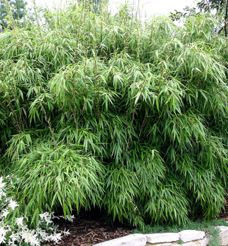 Schirmbambus / Fargesia rufa 60-70 cm, Cont. 2,5 l