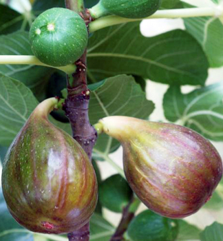 Feige MADELEINE DES DEUX SAISONS 10-15 cm, Cont. 0,5 l