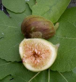 Obrzok (4)